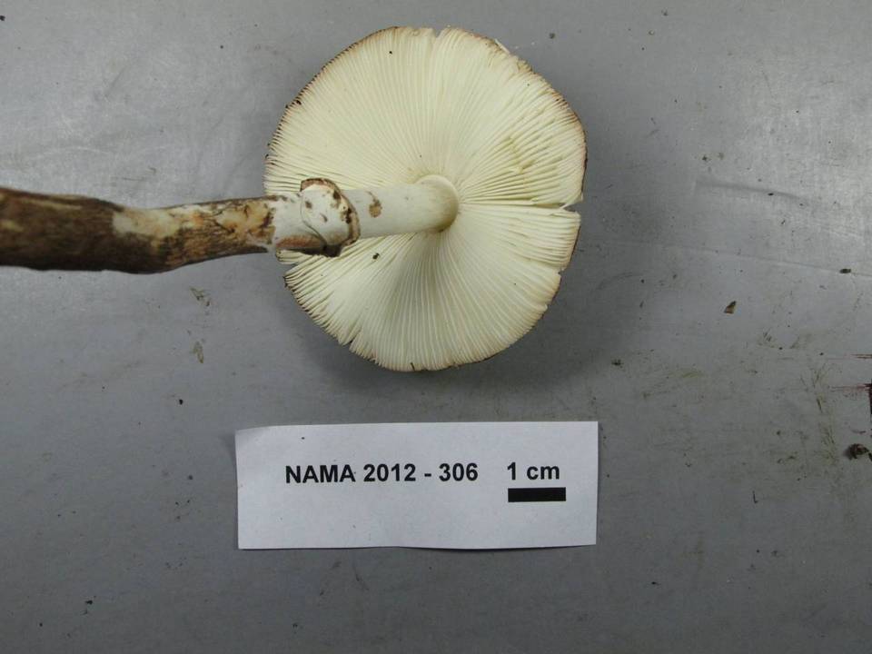 Lepiota fuliginescens image