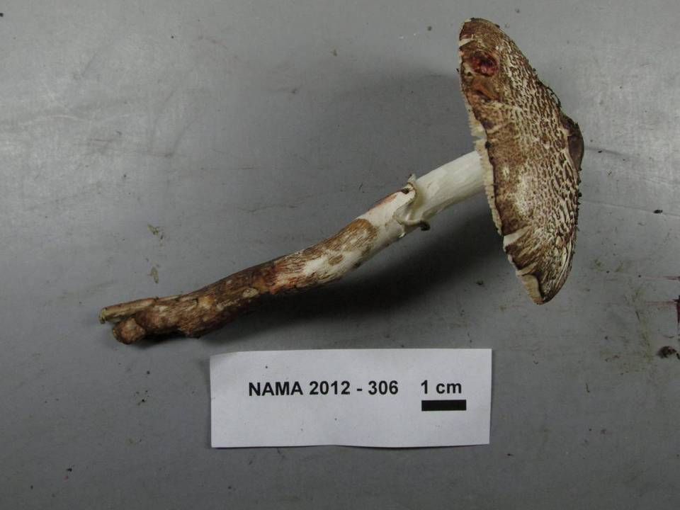 Lepiota fuliginescens image