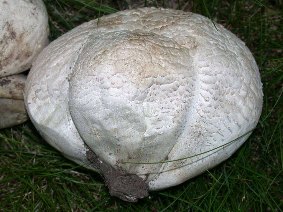 Handkea utriformis var. hungarica image