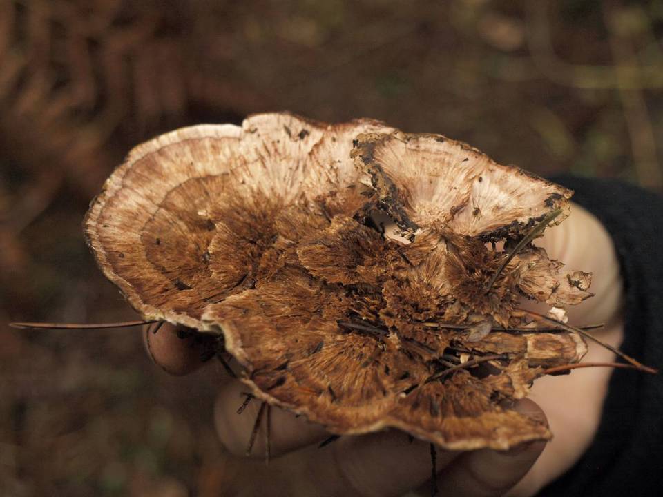Hydnellum subzonatum image