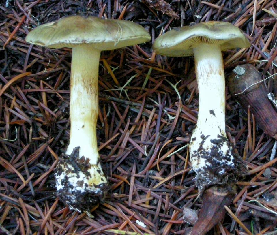 Cortinarius oliveopetasatus image
