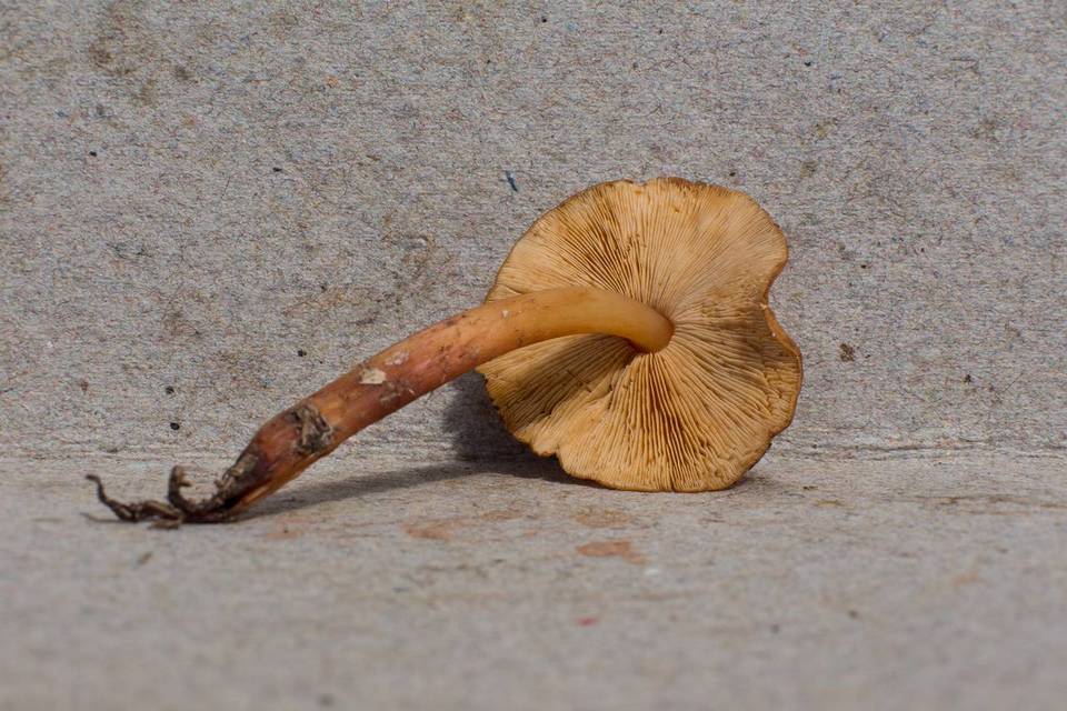 Phaeocollybia caudata image
