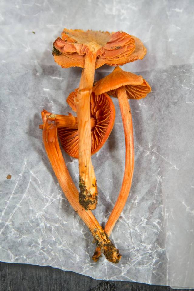 Entoloma lycopersicum image