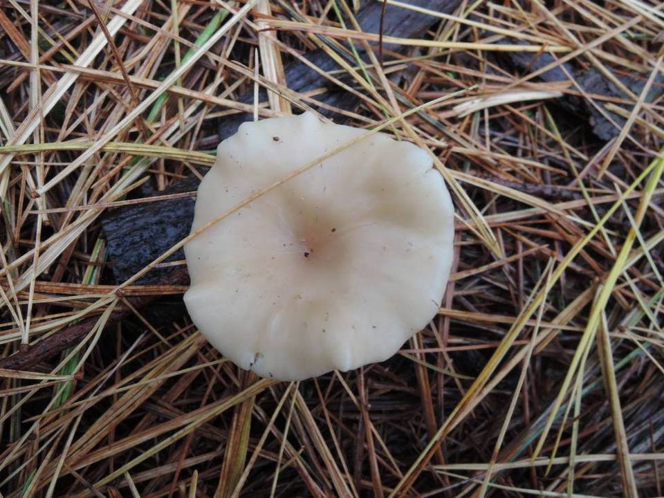 Clitocybe cistophila image