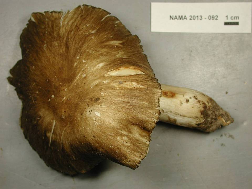 Megacollybia subfurfuracea image