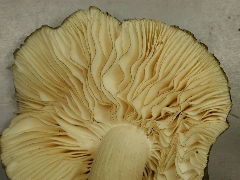 Megacollybia subfurfuracea image