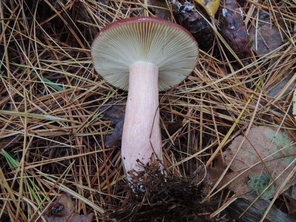 Russula torulosa image