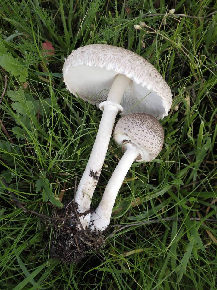 Macrolepiota phaeodisca image