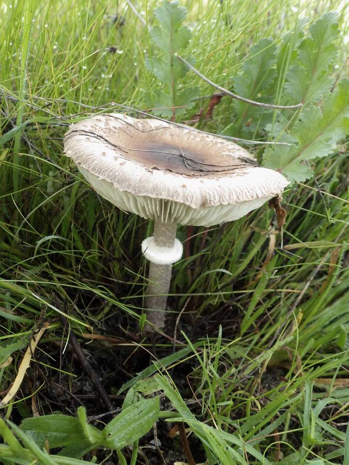 Macrolepiota phaeodisca image