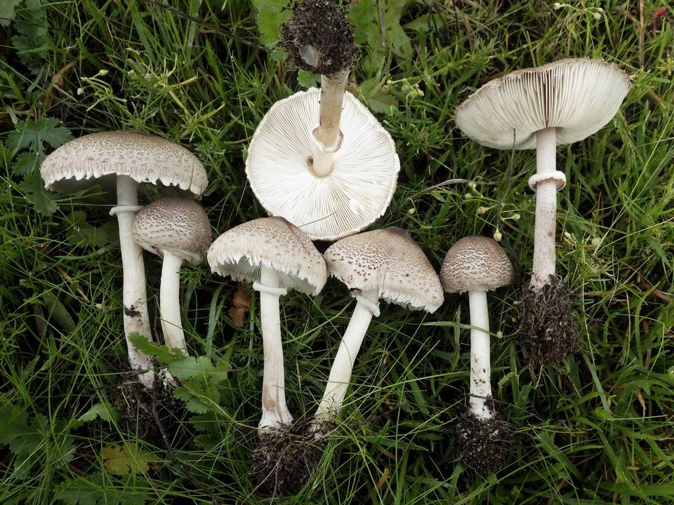 Macrolepiota phaeodisca image