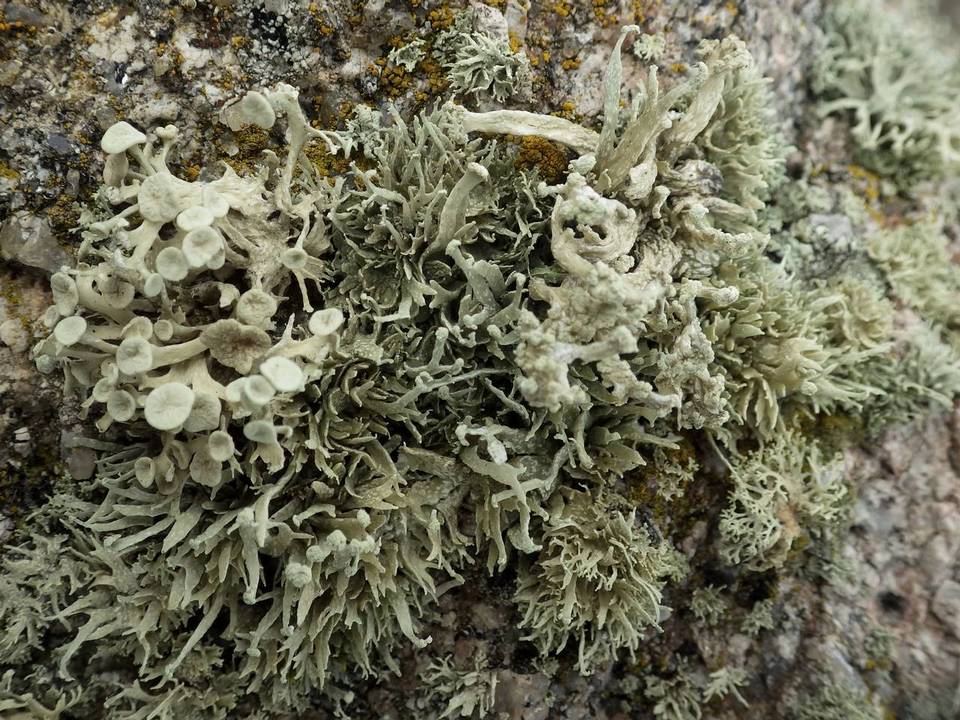 Ramalina siliquosa image