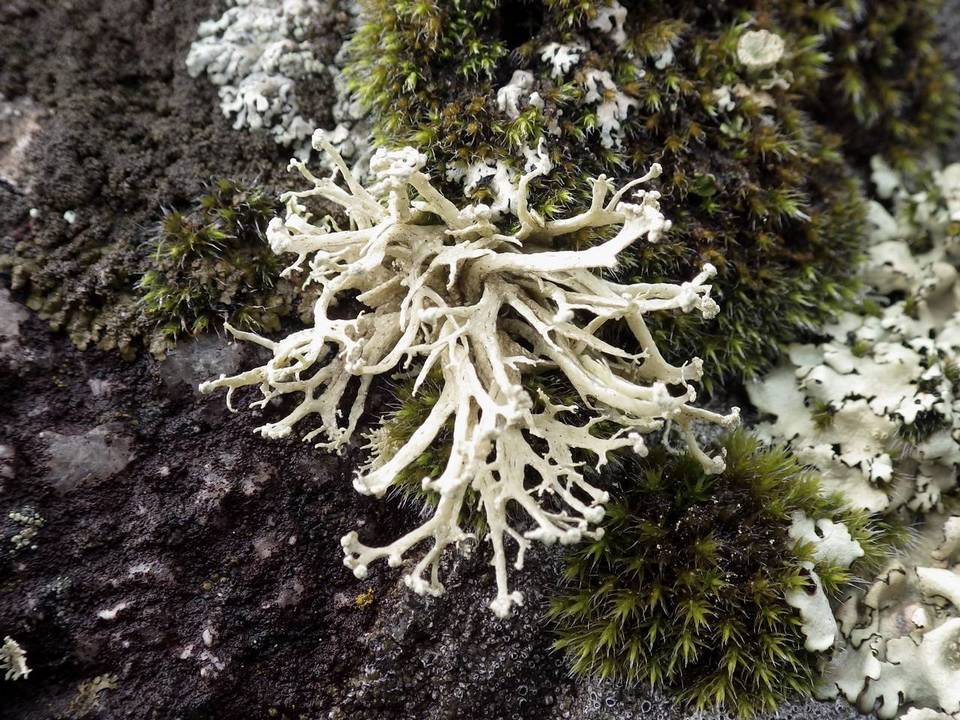 Ramalina siliquosa image
