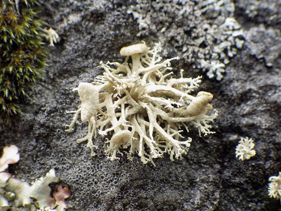 Ramalina siliquosa image