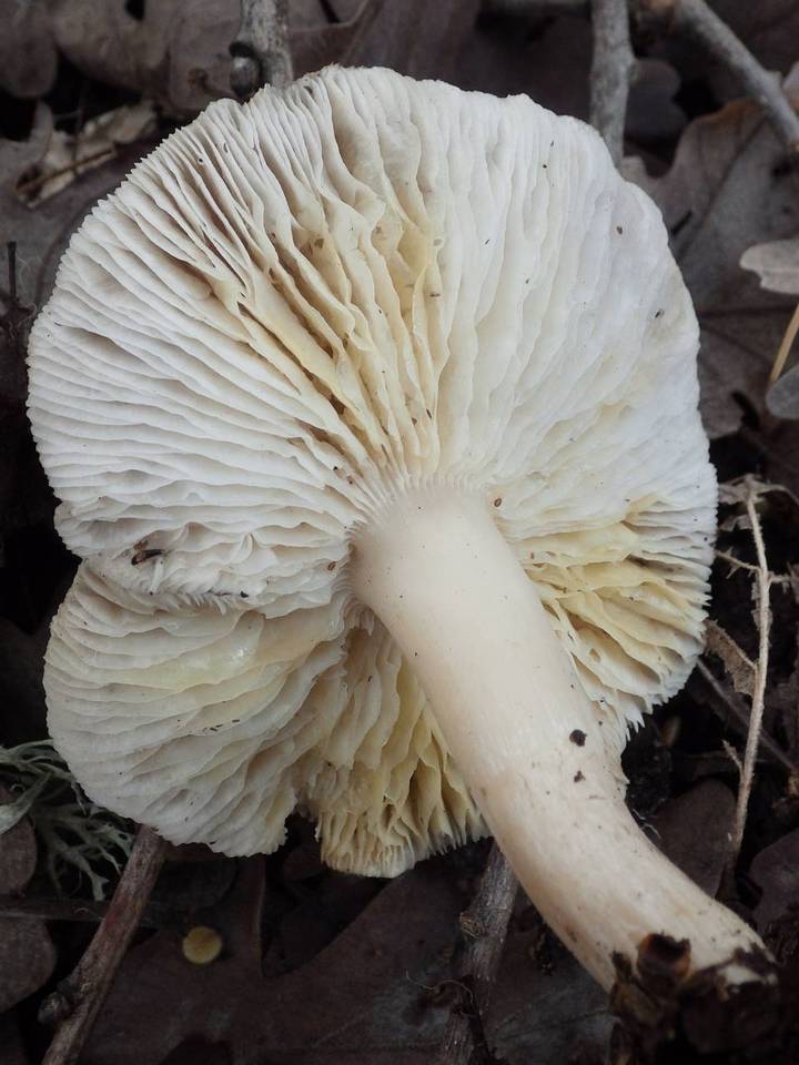Tricholoma scalpturatum image