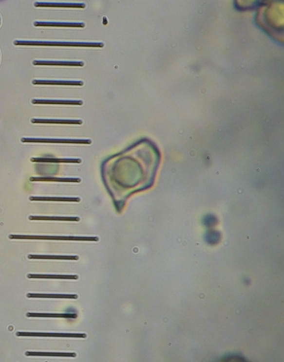 Entoloma melanocephalum image