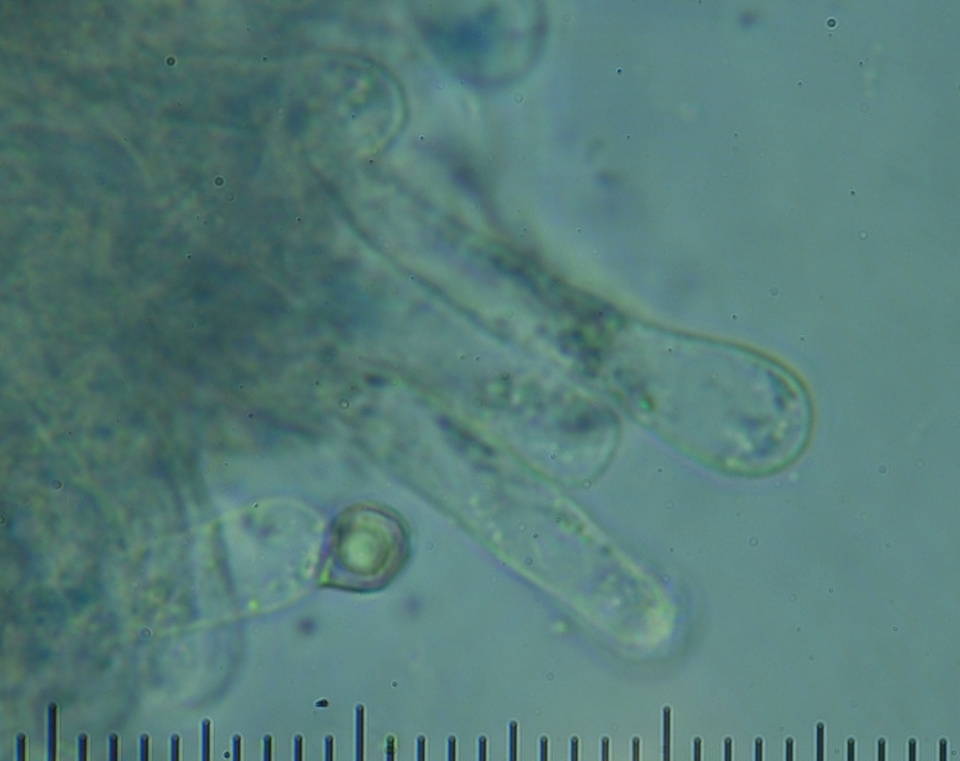 Entoloma melanocephalum image