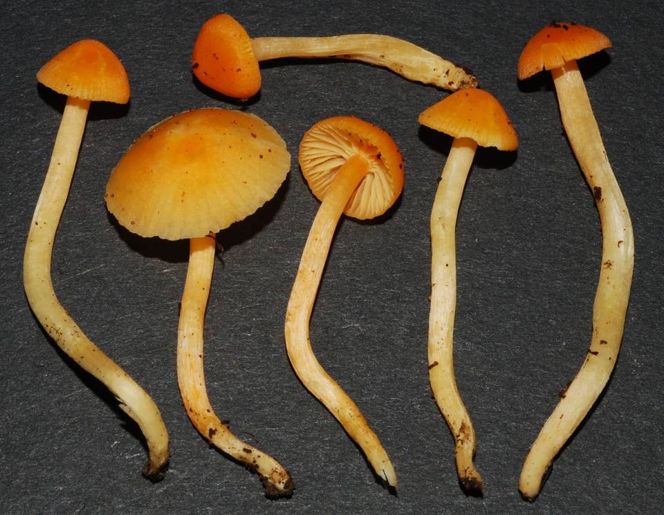 Hygrocybe blanda image