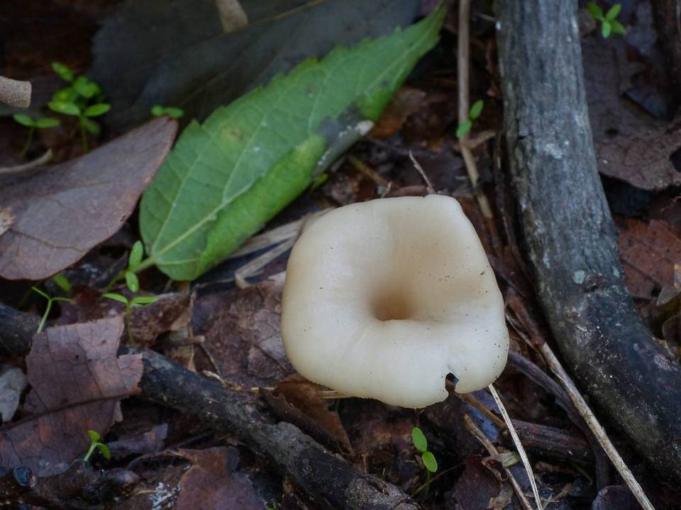 Clitocybe phaeophthalma image