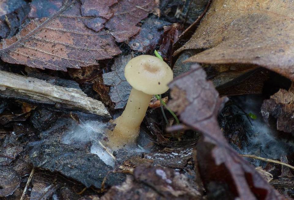 Clitocybe phaeophthalma image