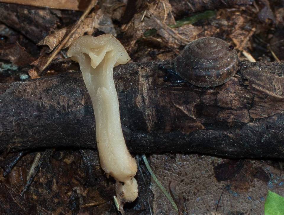 Clitocybe phaeophthalma image