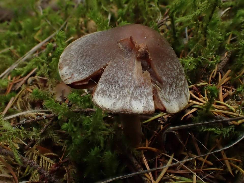 Cortinarius diasemospermus image