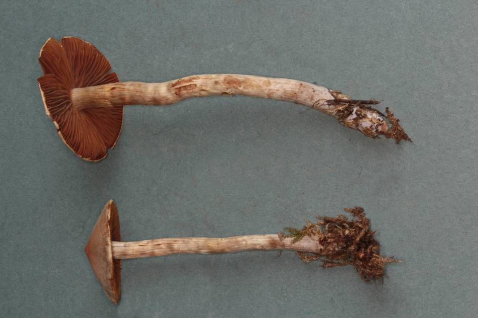 Cortinarius diasemospermus image
