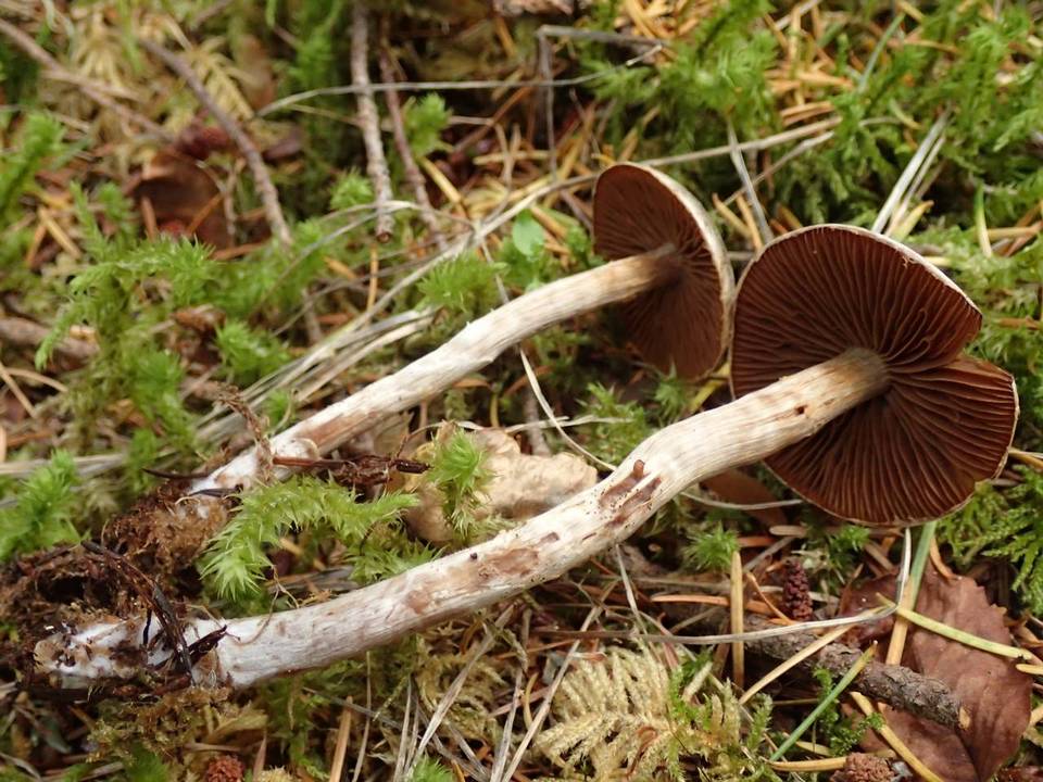 Cortinarius diasemospermus image