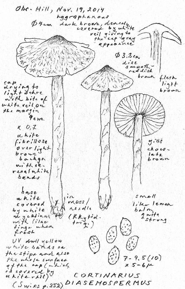 Cortinarius diasemospermus image