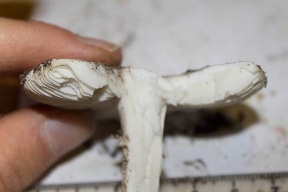 Amanita virosiformis image
