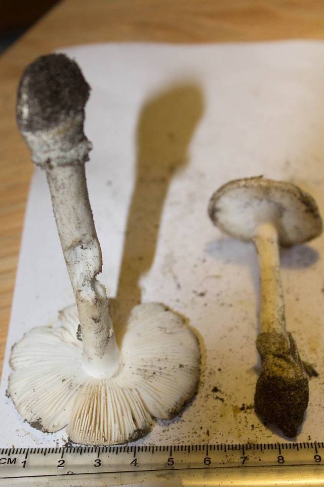 Amanita virosiformis image