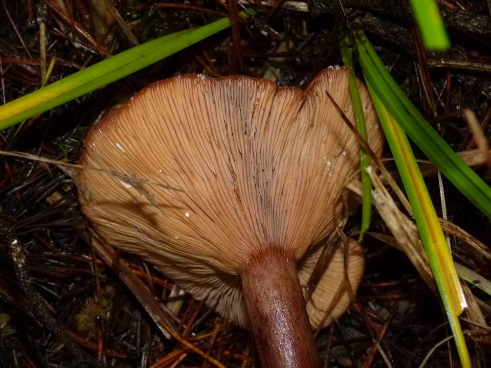 Lactarius olympianus image