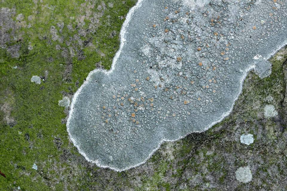 Lecanora cenisia image