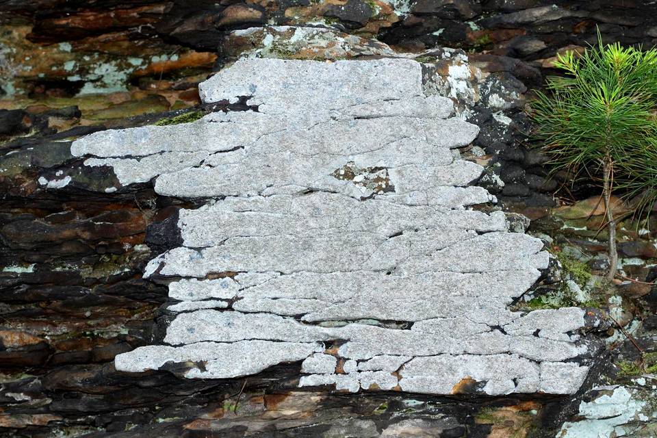 Lecanora cenisia image