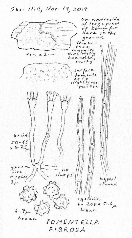 Tomentella fibrosa image