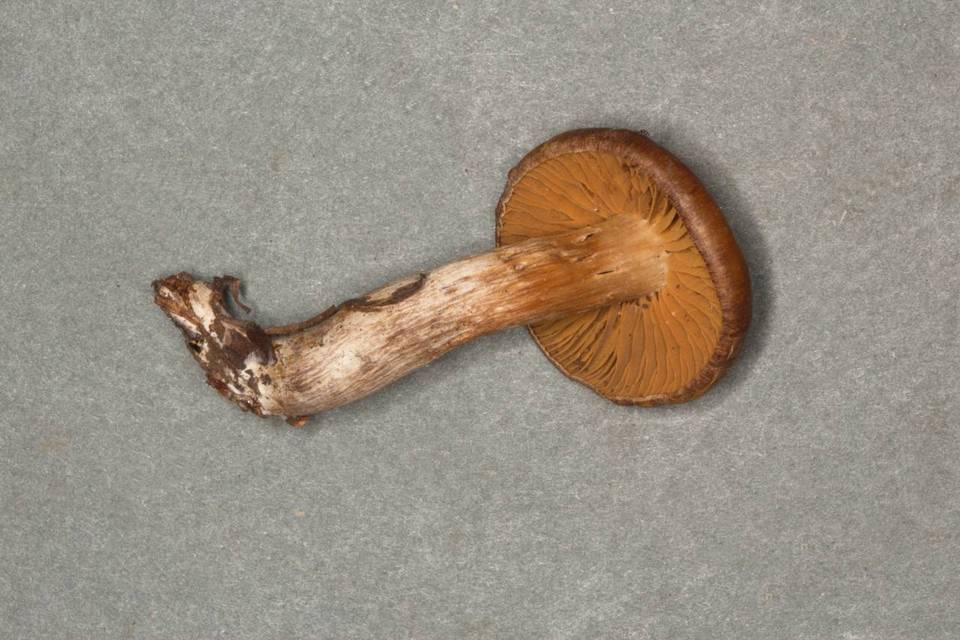 Cortinarius microspermus image