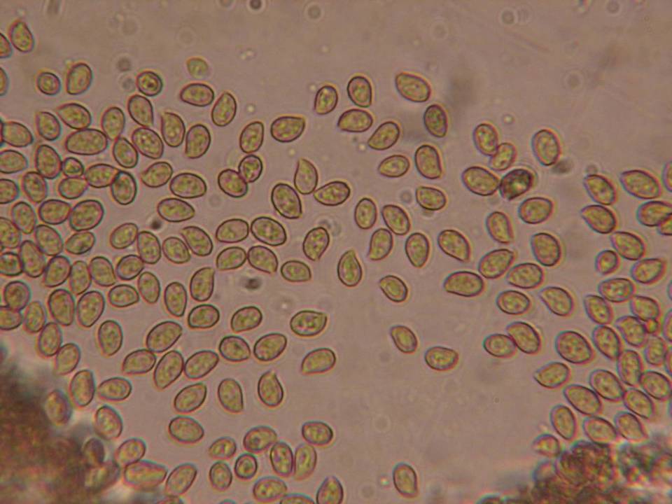 Cortinarius microspermus image