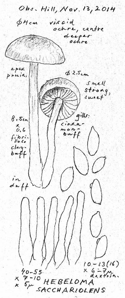Hebeloma sacchariolens image