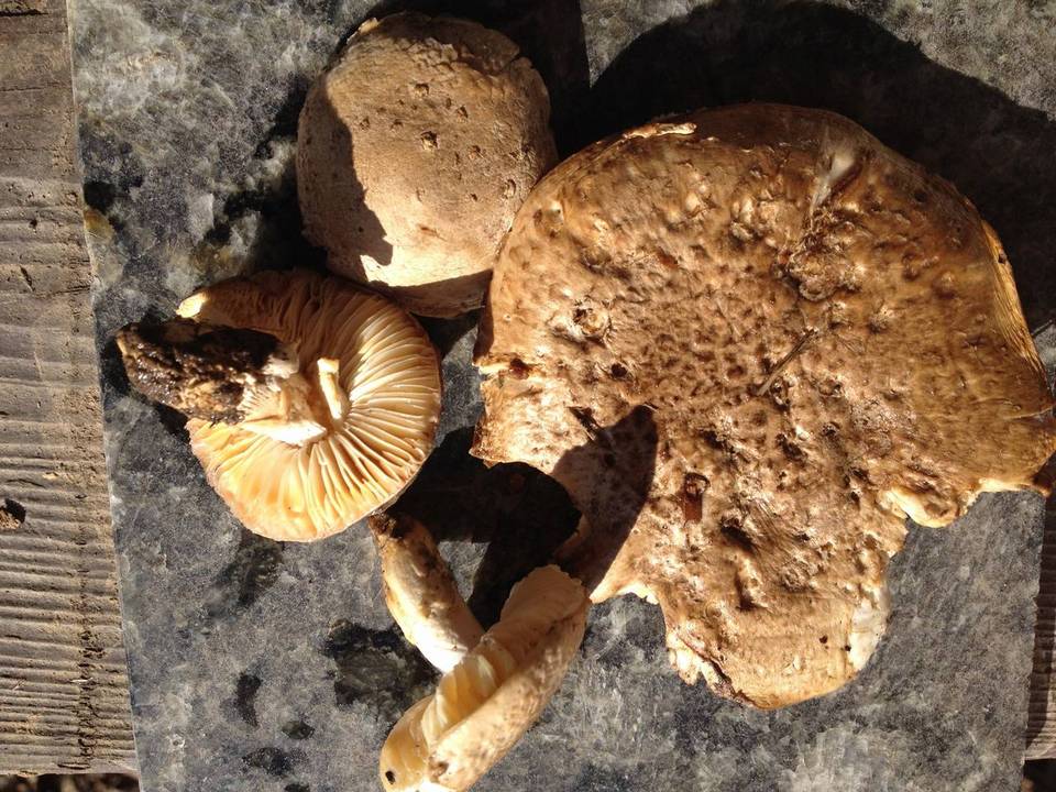 Amanita pruittii image