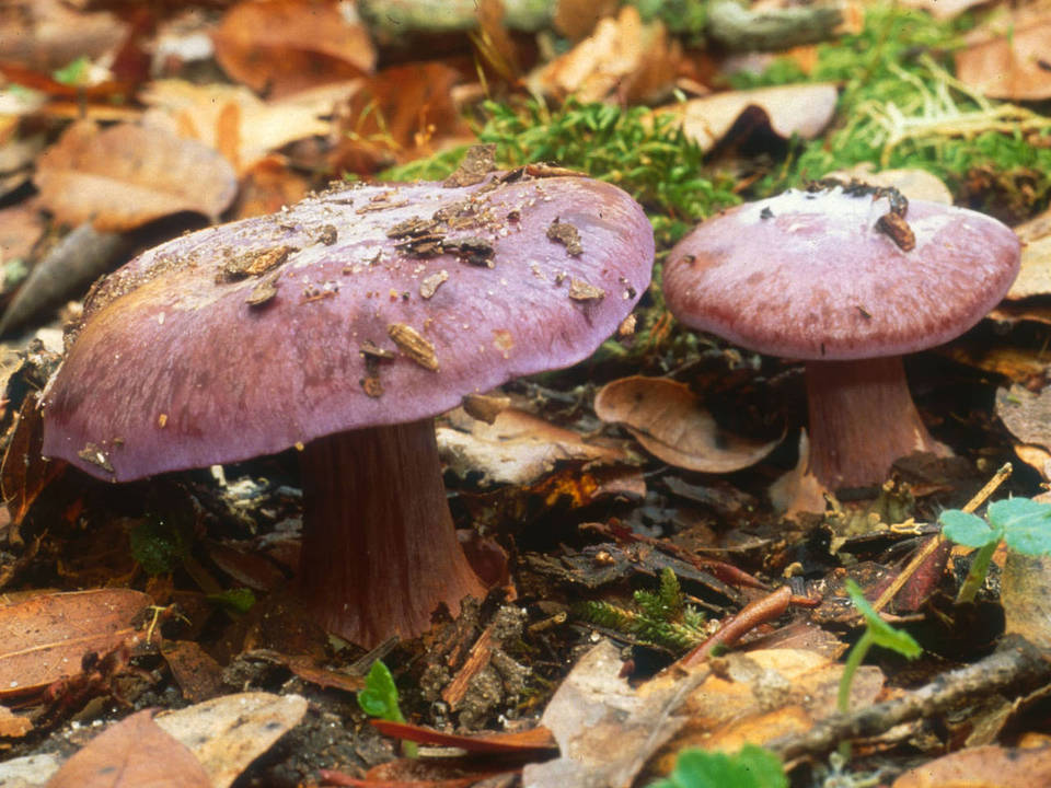 Cortinarius sodagnitus image