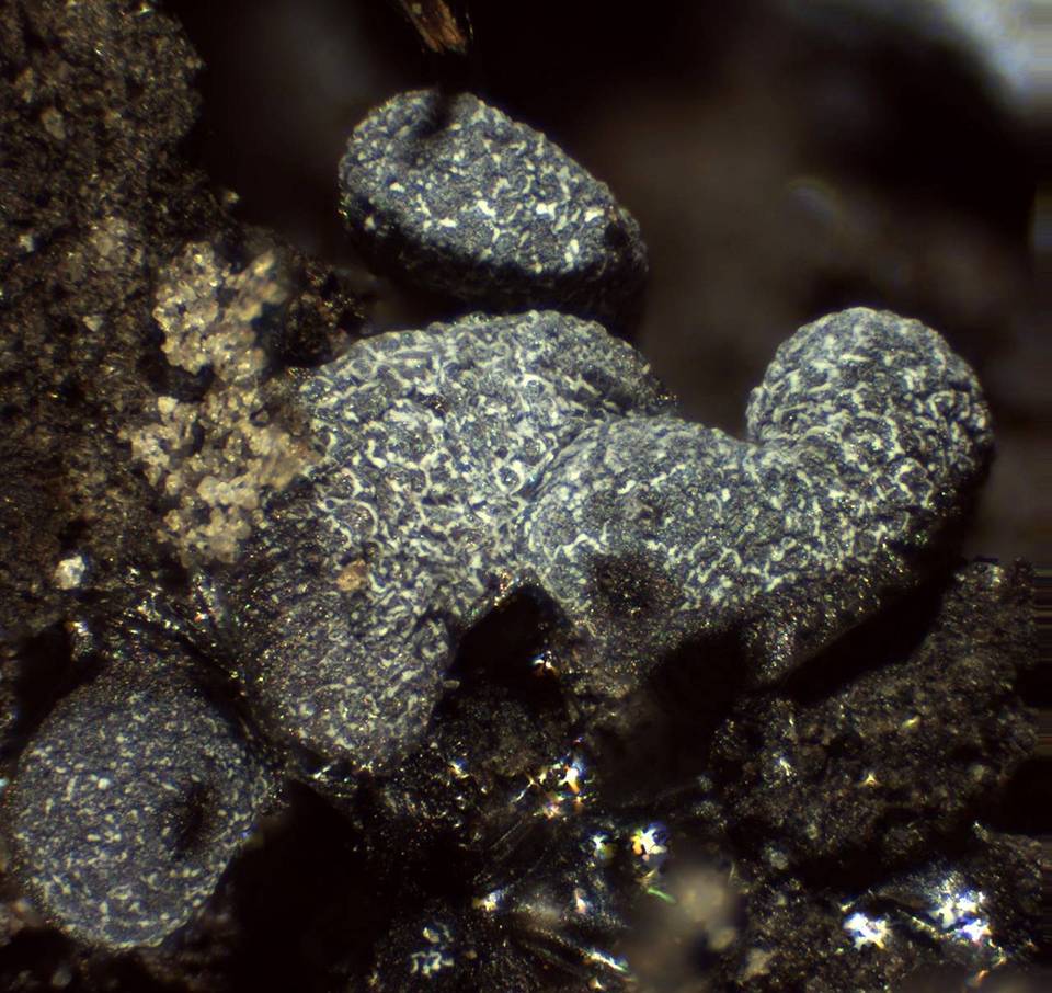 Badhamia apiculospora image
