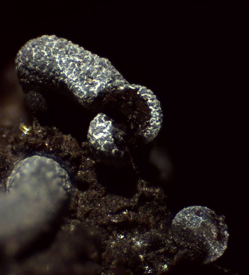 Badhamia apiculospora image