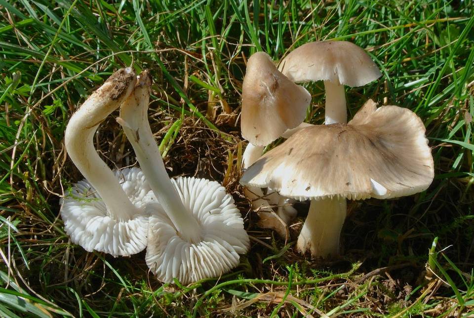 Dermolomopsis image