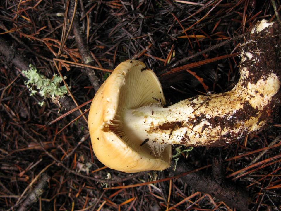 Cortinarius percomis image
