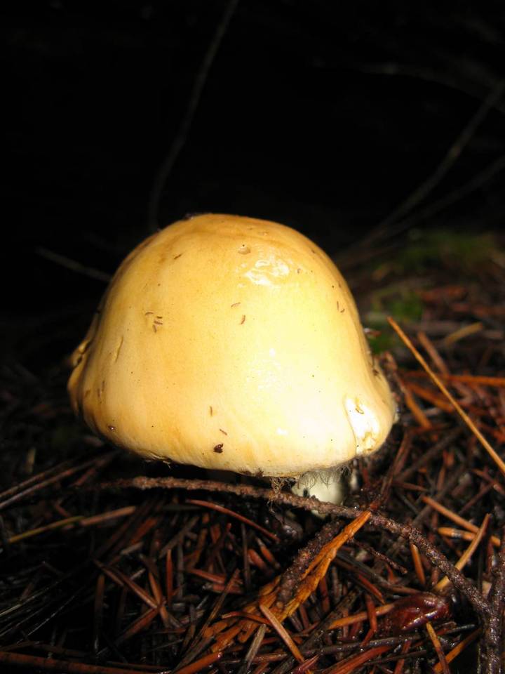 Cortinarius percomis image