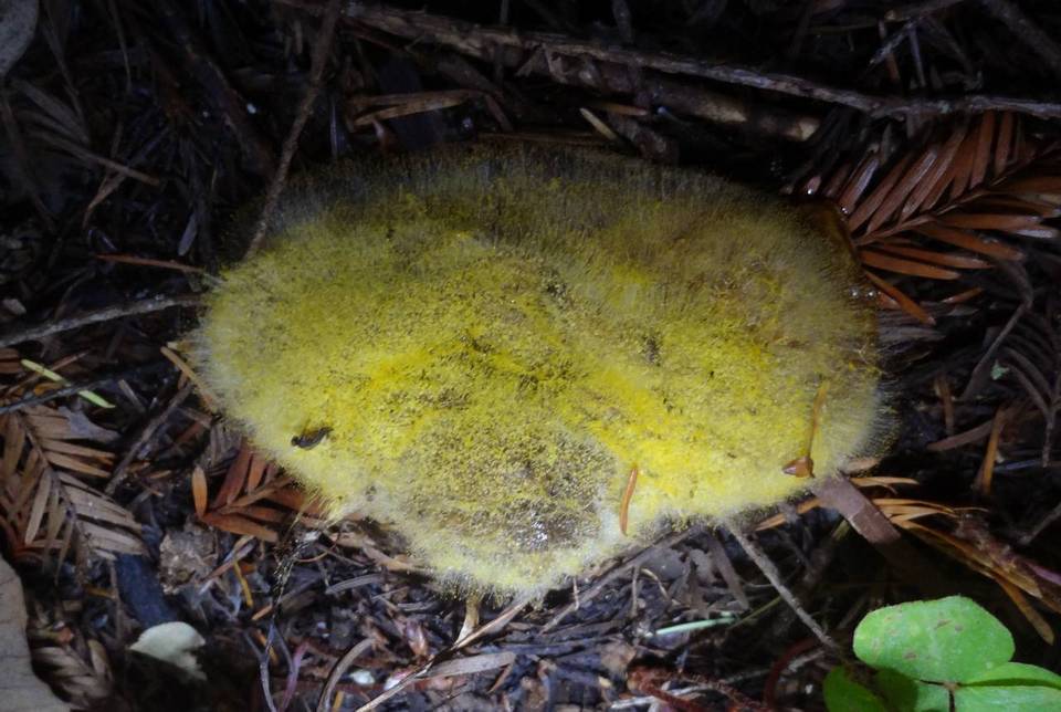 Dicranophora fulva image