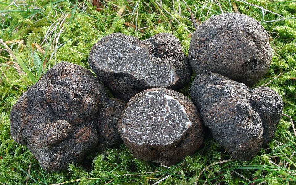 Tuber macrosporum image