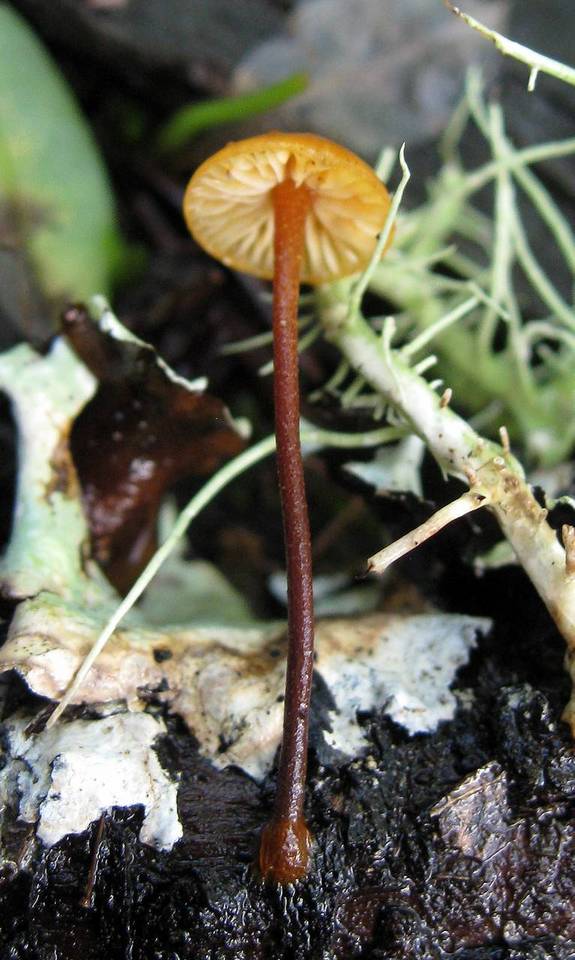 Xeromphalina fulvipes image