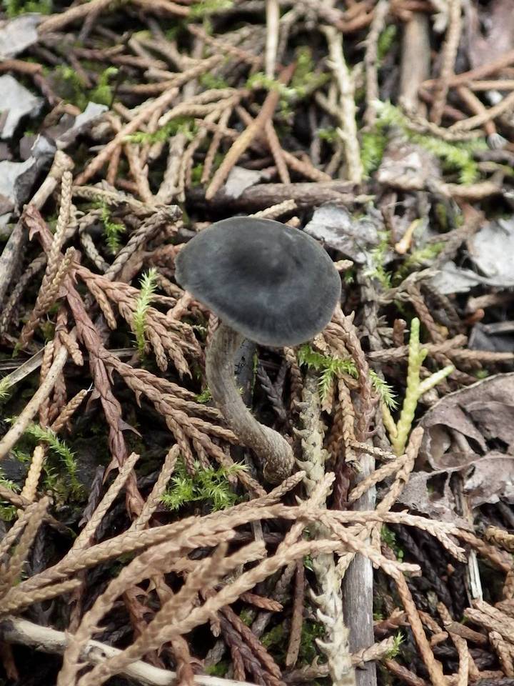 Panaeolus guttulatus image