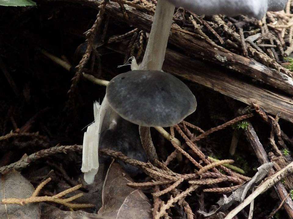 Panaeolus guttulatus image
