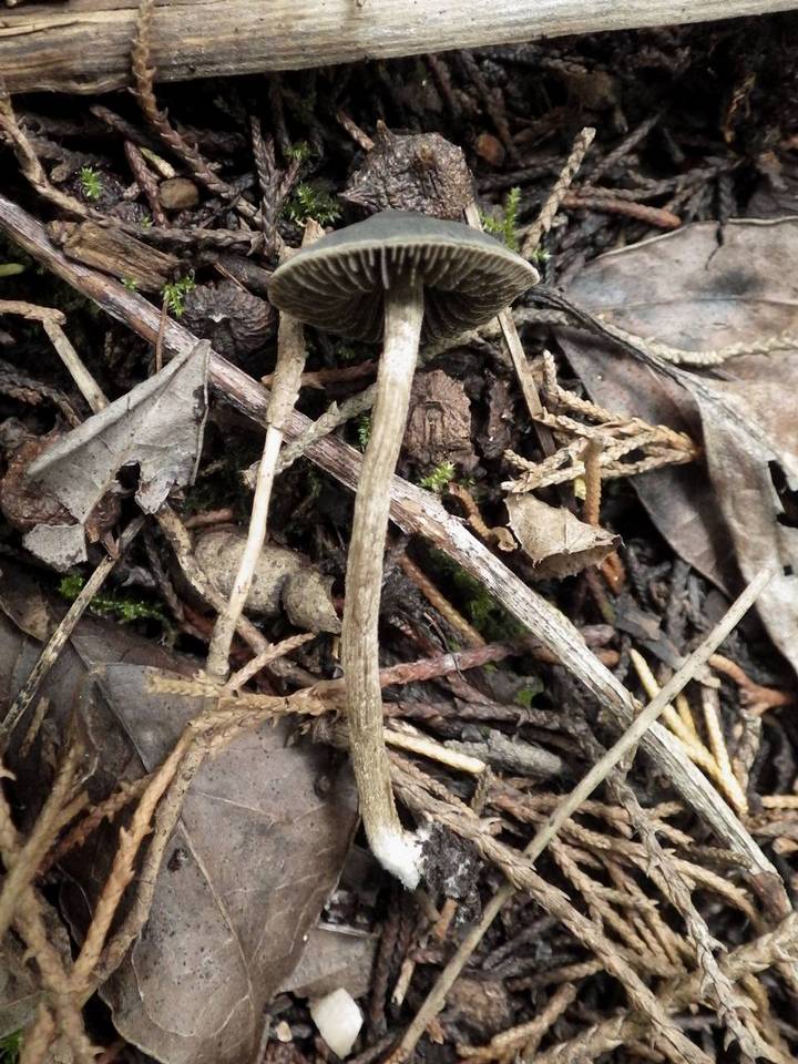 Panaeolus guttulatus image